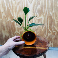 Pisces Enterprises One Only Terracotta Plant Pot with Anubias Lucy - One Only 💚 Terracotta Plant Pot with Anubias Lucy - One Only - Scapeshop Australia