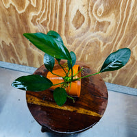 Pisces Enterprises One Only Terracotta Plant Pot with Anubias Lucy - One Only 💚 Terracotta Plant Pot with Anubias Lucy - One Only - Scapeshop Australia