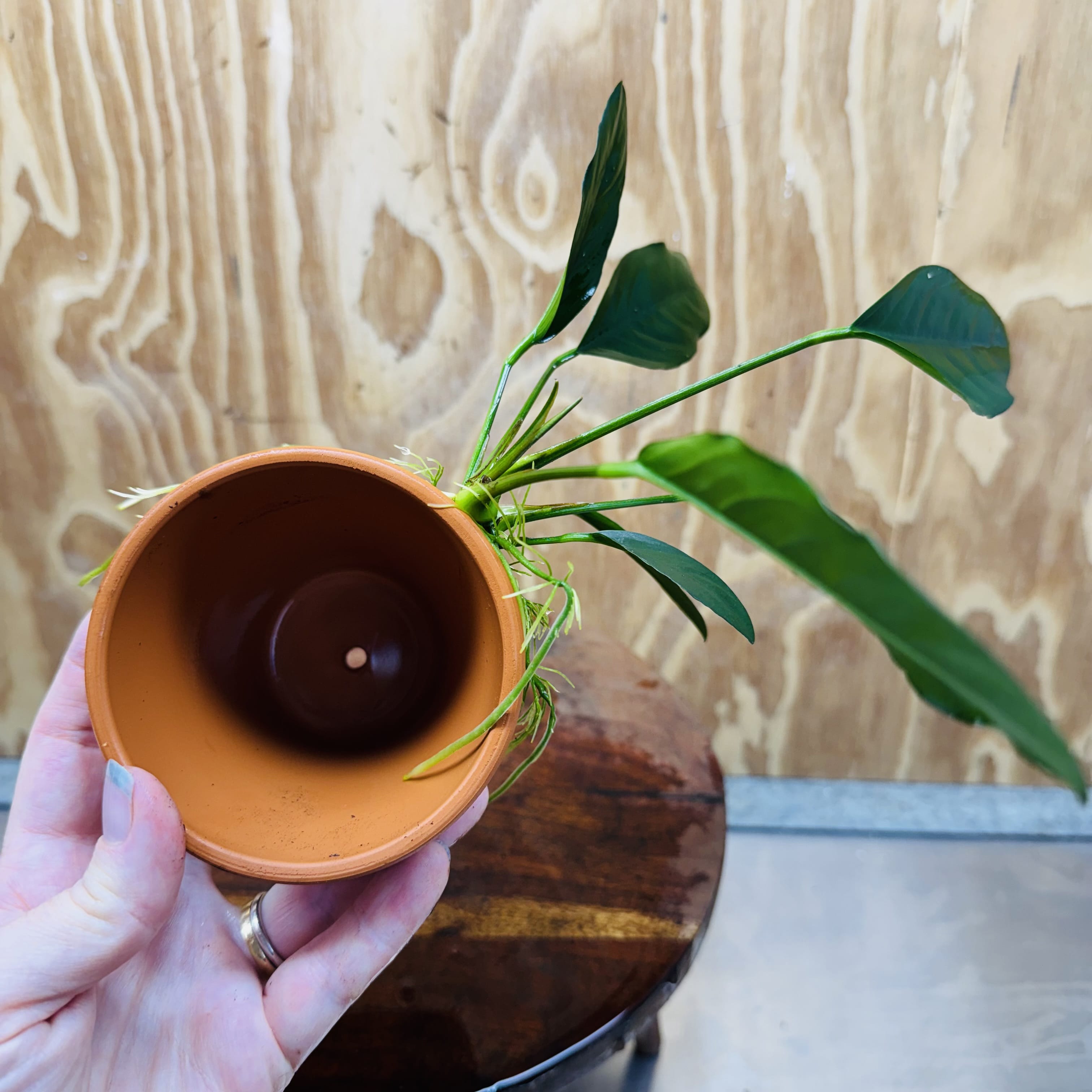 Pisces Enterprises One Only Terracotta Plant Pot with Anubias Lucy - One Only 💚 Terracotta Plant Pot with Anubias Lucy - One Only - Scapeshop Australia