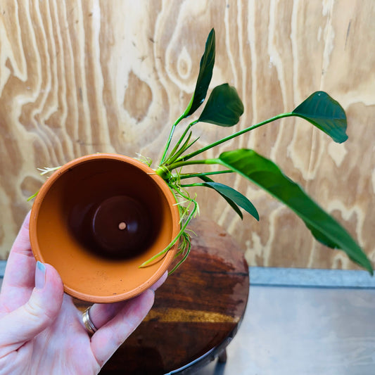 Pisces Enterprises One Only Terracotta Plant Pot with Anubias Lucy - One Only 💚 Terracotta Plant Pot with Anubias Lucy - One Only - Scapeshop Australia