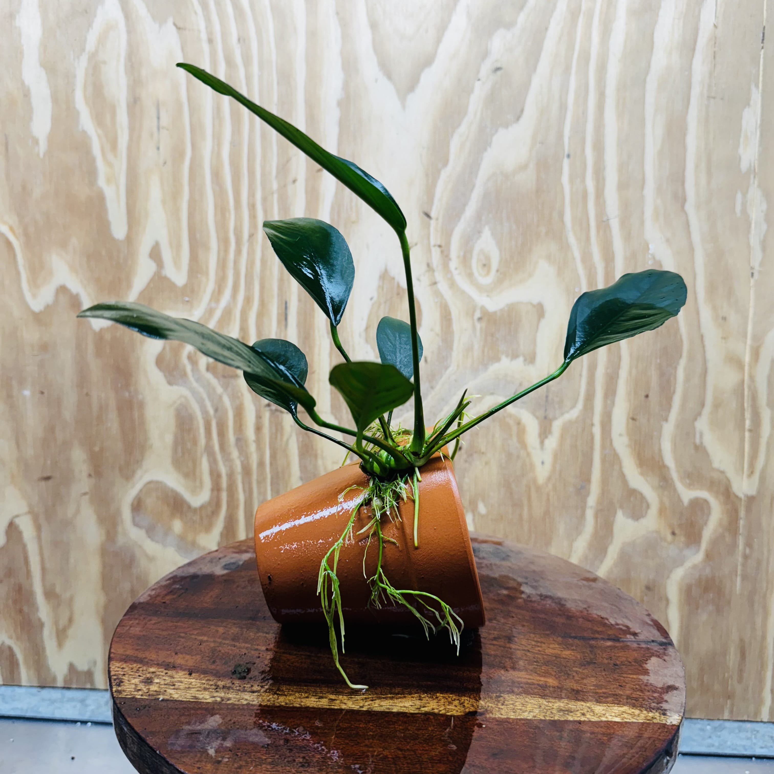 Pisces Enterprises One Only Terracotta Plant Pot with Anubias Lucy - One Only 💚 Terracotta Plant Pot with Anubias Lucy - One Only - Scapeshop Australia