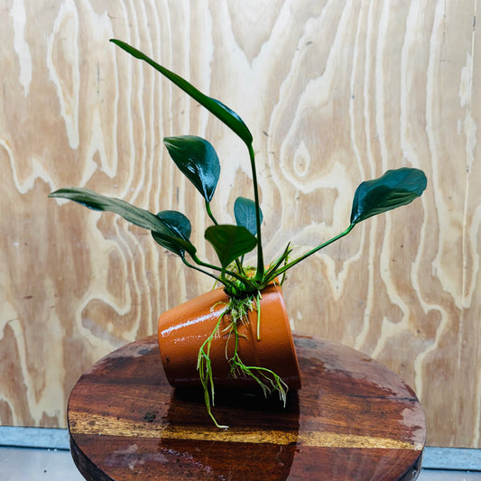 Pisces Enterprises One Only Terracotta Plant Pot with Anubias Lucy - One Only 💚 Terracotta Plant Pot with Anubias Lucy - One Only - Scapeshop Australia