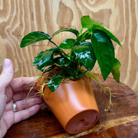Pisces Enterprises One Only Terracotta Plant Pot with Anubias Nana - One Only Terracotta Plant Pot with Anubias Nana - One Only - Scapeshop Australia