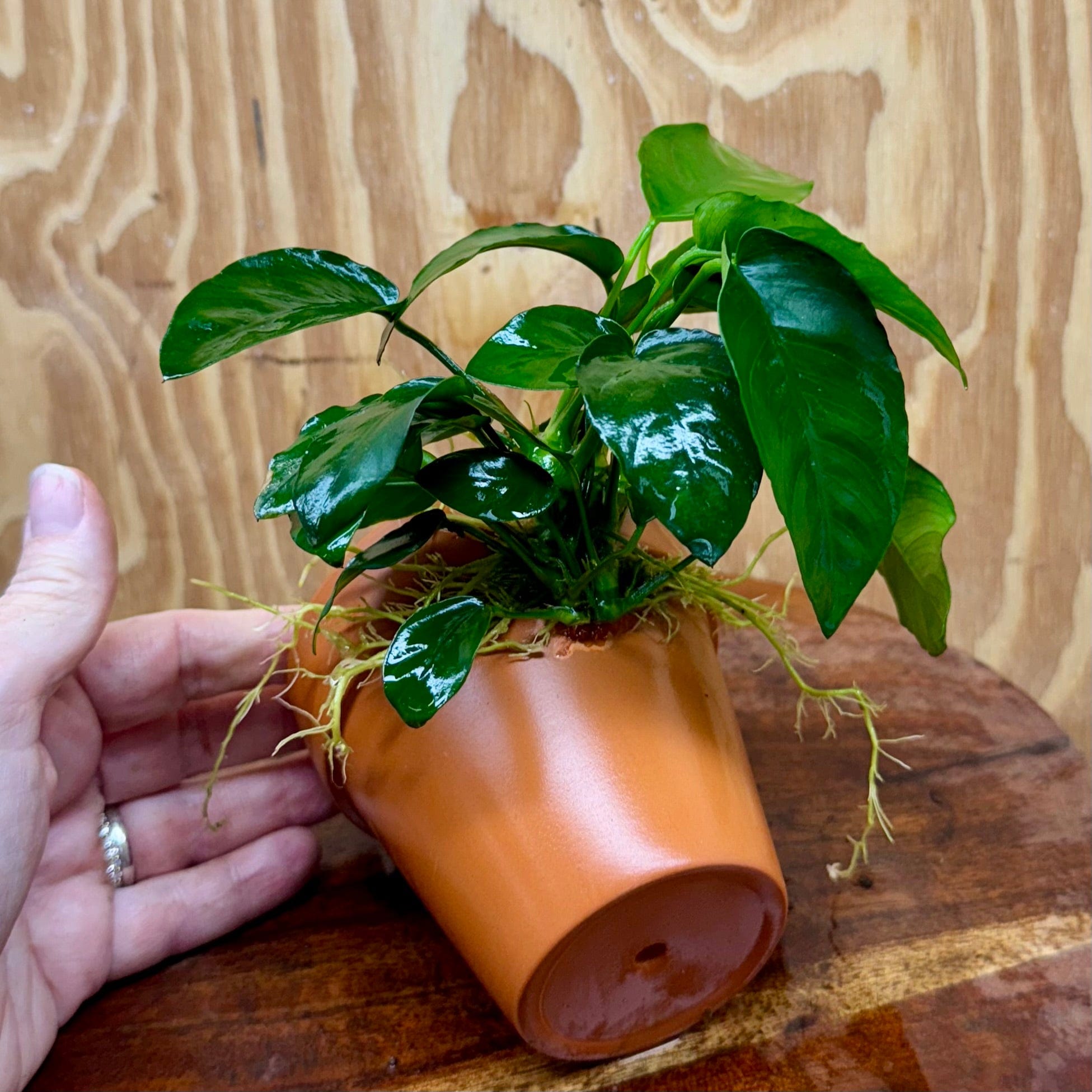 Pisces Enterprises One Only Terracotta Plant Pot with Anubias Nana - One Only Terracotta Plant Pot with Anubias Nana - One Only - Scapeshop Australia