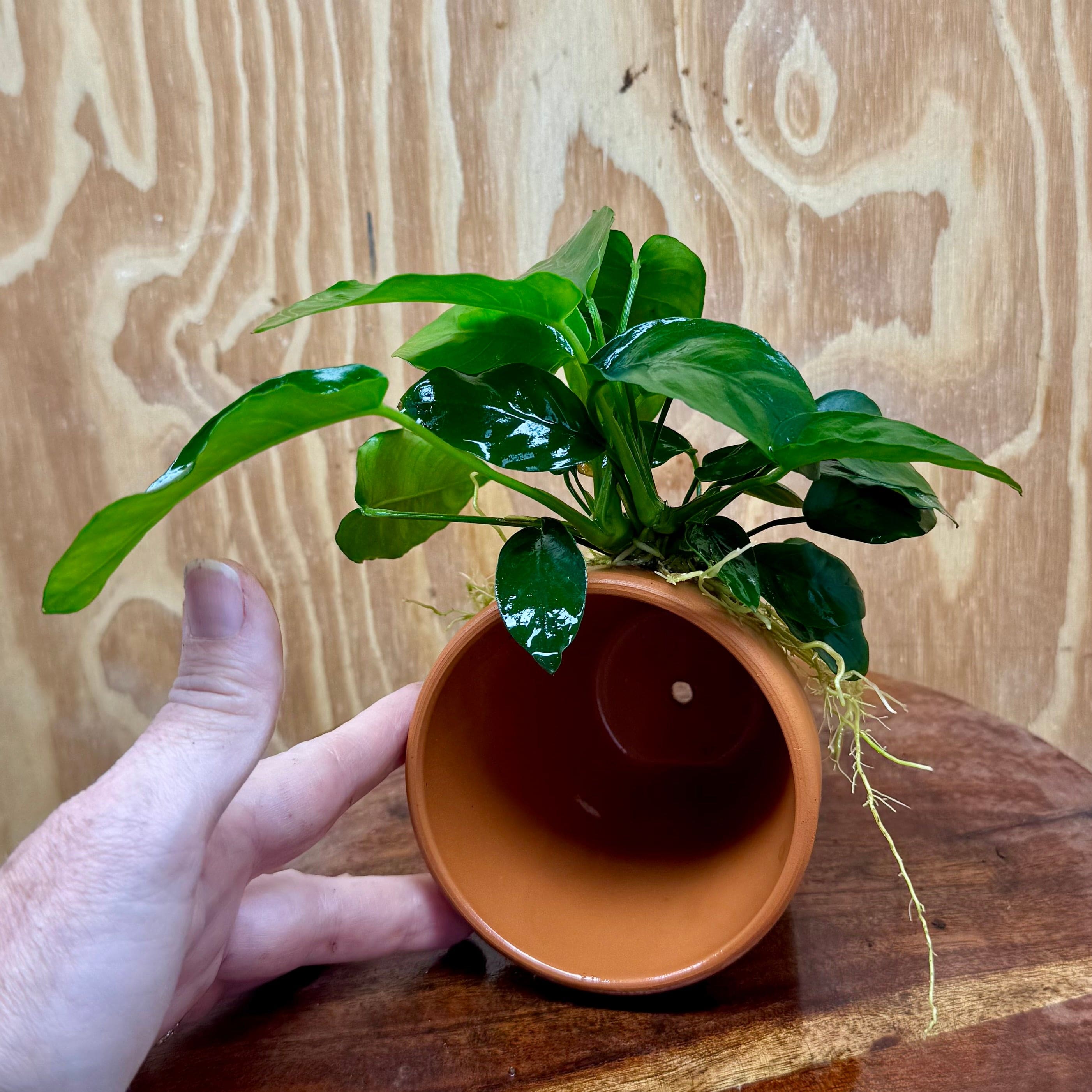 Pisces Enterprises One Only Terracotta Plant Pot with Anubias Nana - One Only Terracotta Plant Pot with Anubias Nana - One Only - Scapeshop Australia
