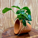 Pisces Enterprises One Only Terracotta Plant Pot with Anubias Nana - One Only Terracotta Plant Pot with Anubias Nana - One Only - Scapeshop Australia