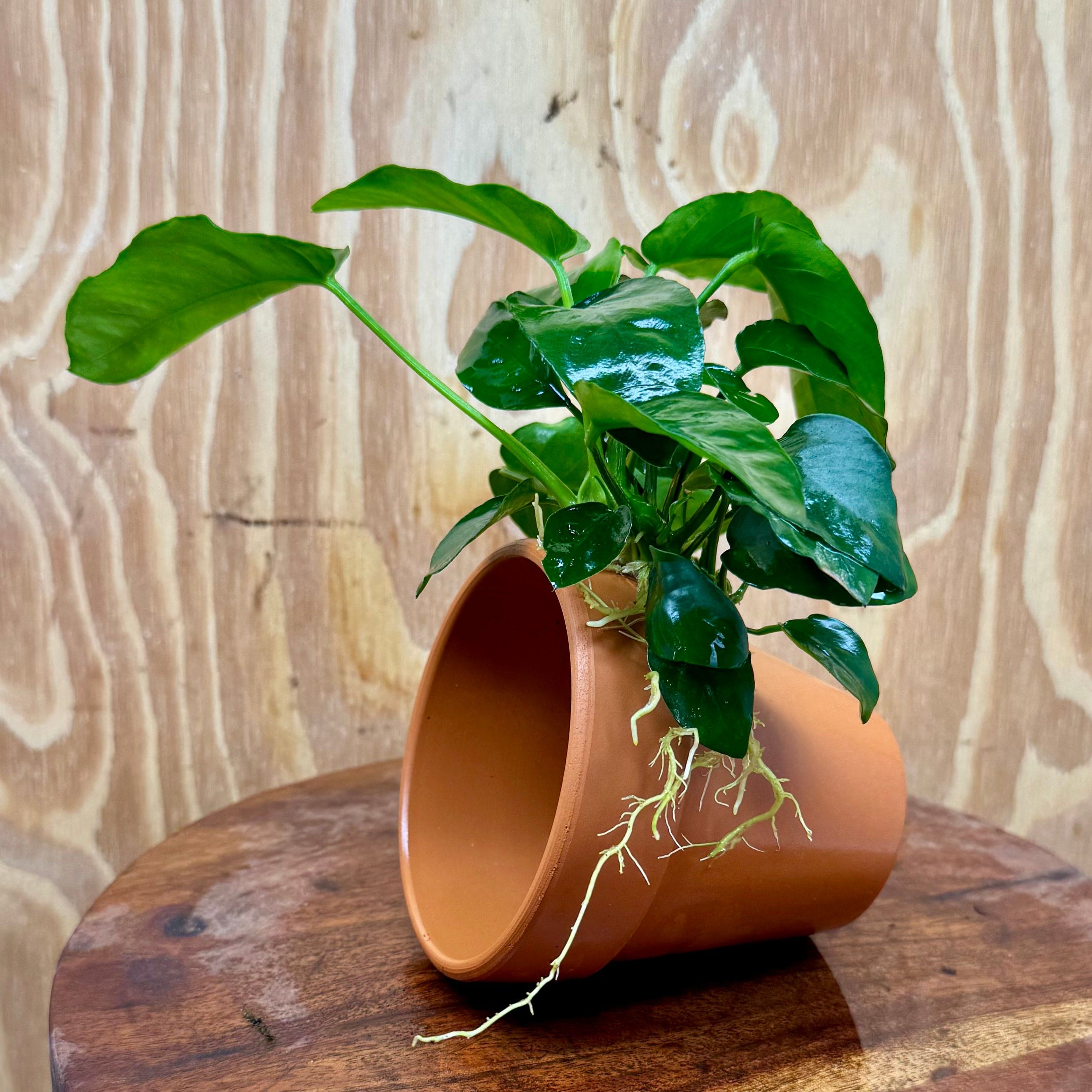 Pisces Enterprises One Only Terracotta Plant Pot with Anubias Nana - One Only Terracotta Plant Pot with Anubias Nana - One Only - Scapeshop Australia