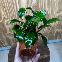 Pisces Enterprises One Only Terracotta Plant Pot with Anubias Nana - One Only 💚 Terracotta Plant Pot with Anubias Lucy - One Only - Scapeshop Australia