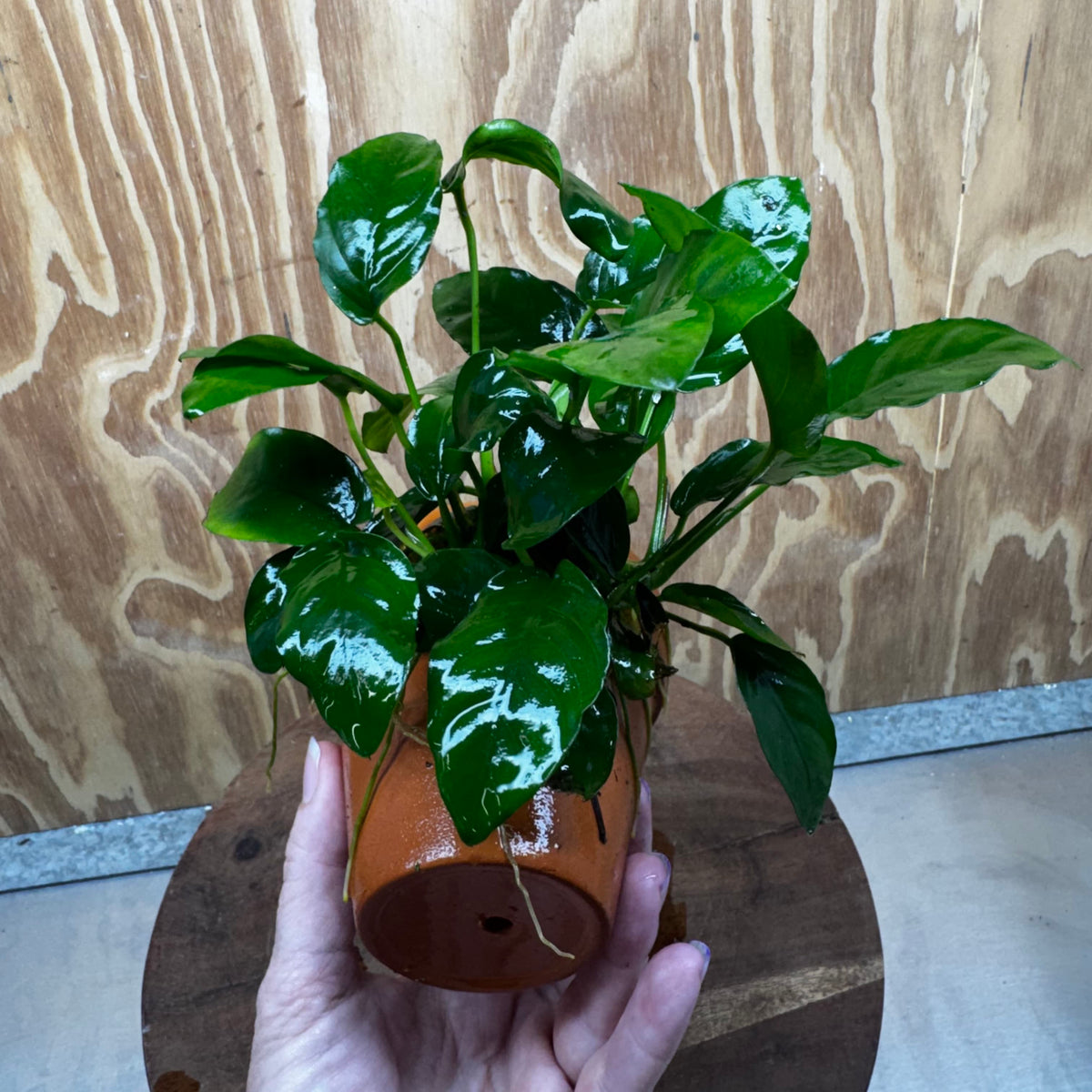 Pisces Enterprises One Only Terracotta Plant Pot with Anubias Nana - One Only 💚 Terracotta Plant Pot with Anubias Lucy - One Only - Scapeshop Australia