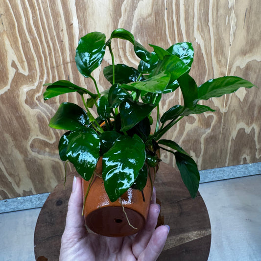 Pisces Enterprises One Only Terracotta Plant Pot with Anubias Nana - One Only 💚 Terracotta Plant Pot with Anubias Lucy - One Only - Scapeshop Australia
