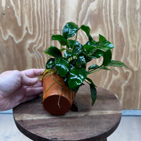 Pisces Enterprises One Only Terracotta Plant Pot with Anubias Nana - One Only 💚 Terracotta Plant Pot with Anubias Lucy - One Only - Scapeshop Australia