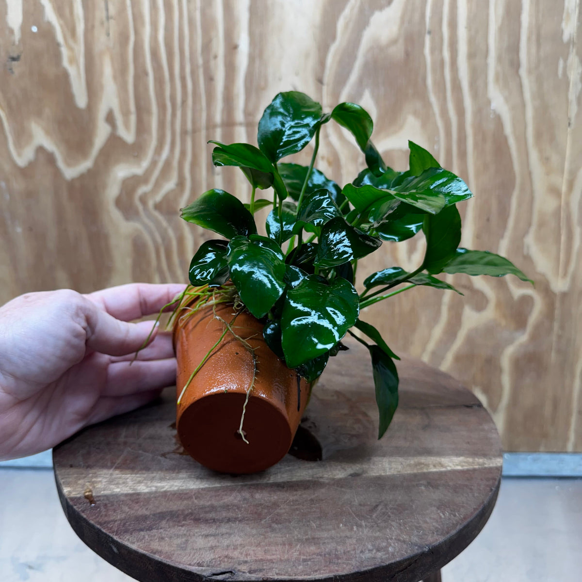 Pisces Enterprises One Only Terracotta Plant Pot with Anubias Nana - One Only 💚 Terracotta Plant Pot with Anubias Lucy - One Only - Scapeshop Australia