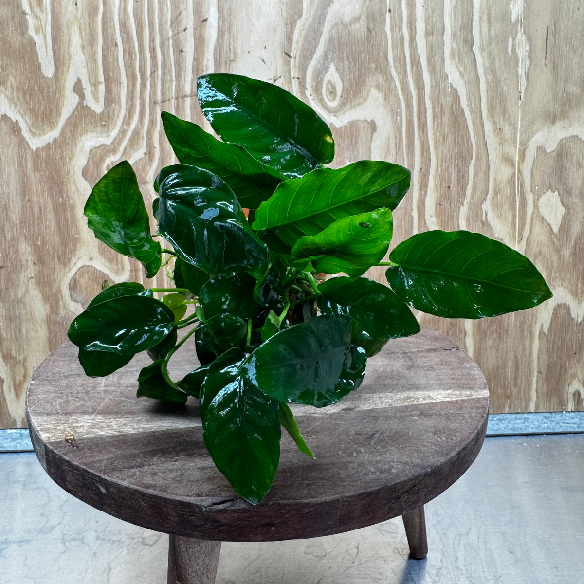 Pisces Enterprises One Only Terracotta Plant Pot with Anubias Nana - One Only 💚 Terracotta Plant Pot with Anubias Lucy - One Only - Scapeshop Australia