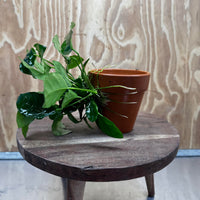 Pisces Enterprises One Only Terracotta Plant Pot with Anubias Nana - One Only 💚 Terracotta Plant Pot with Anubias Lucy - One Only - Scapeshop Australia
