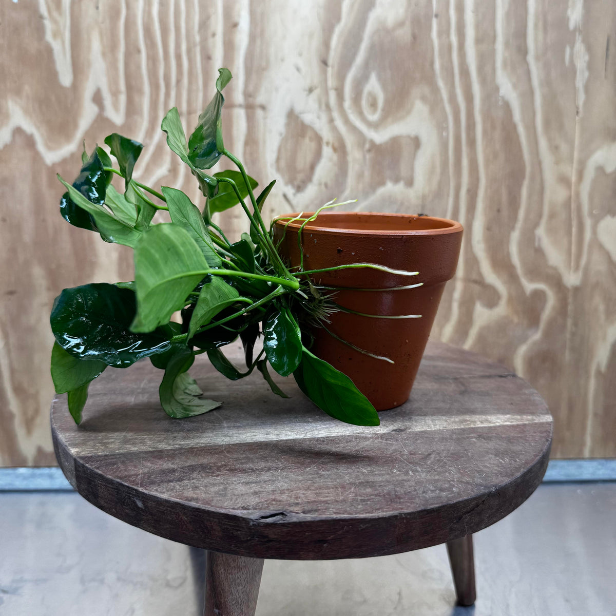 Pisces Enterprises One Only Terracotta Plant Pot with Anubias Nana - One Only 💚 Terracotta Plant Pot with Anubias Lucy - One Only - Scapeshop Australia