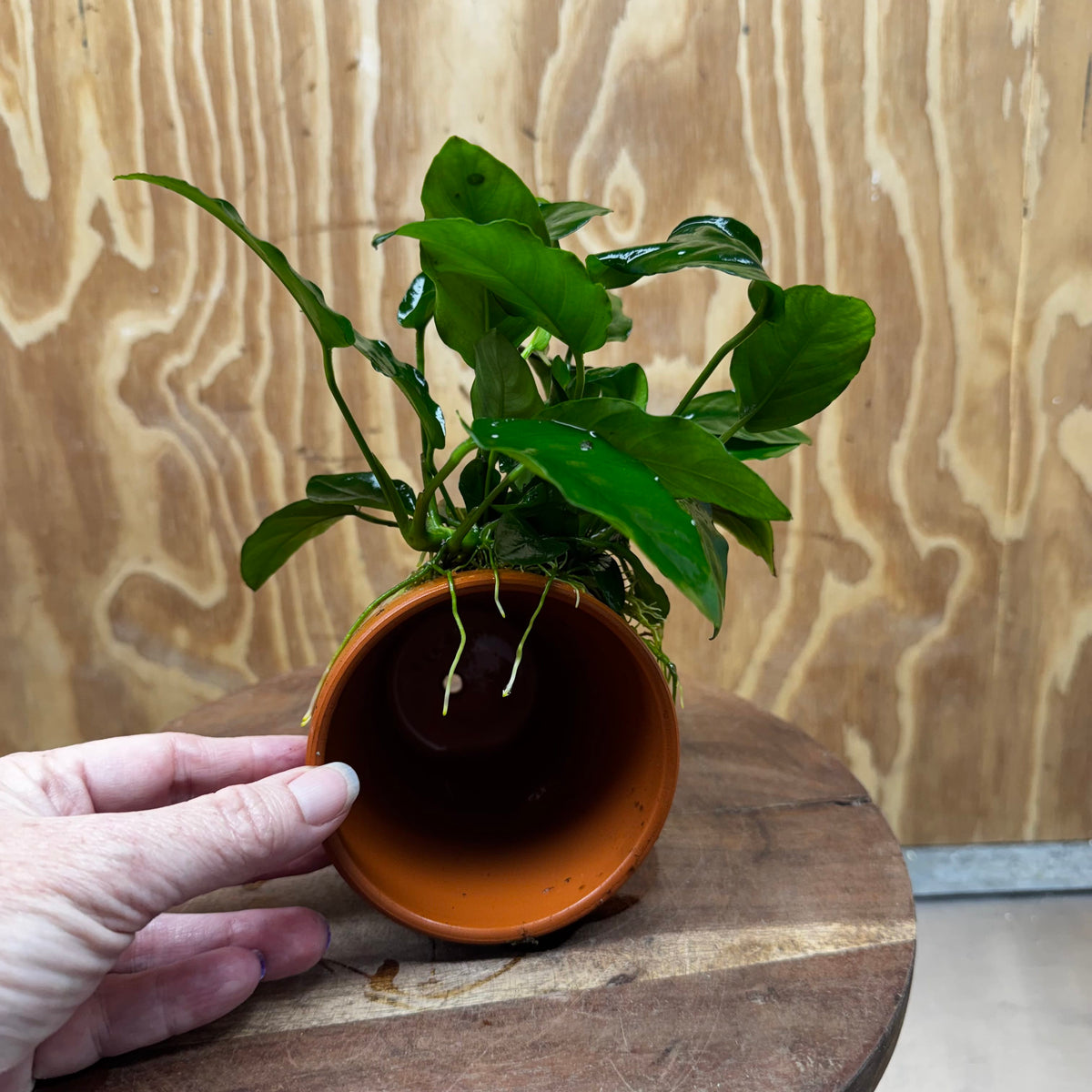 Pisces Enterprises One Only Terracotta Plant Pot with Anubias Nana - One Only 💚 Terracotta Plant Pot with Anubias Lucy - One Only - Scapeshop Australia