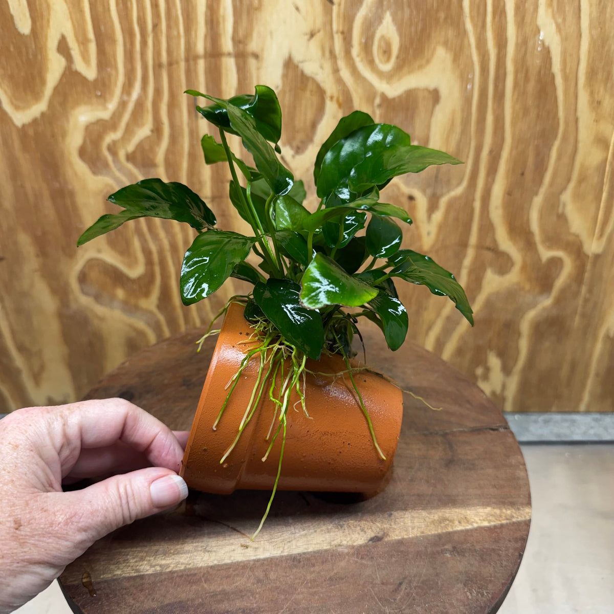 Pisces Enterprises One Only Terracotta Plant Pot with Anubias Nana - One Only 💚 Terracotta Plant Pot with Anubias Lucy - One Only - Scapeshop Australia
