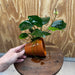Pisces Enterprises One Only Terracotta Plant Pot with Anubias Old Type Barteri - One Only Terracotta Plant Pot with Anubias Barteri - One Only - Scapeshop Australia