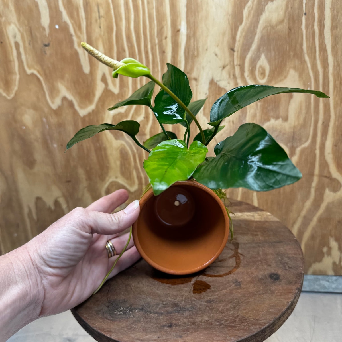 Pisces Enterprises One Only Terracotta Plant Pot with Anubias Old Type Barteri - One Only Terracotta Plant Pot with Anubias Barteri - One Only - Scapeshop Australia