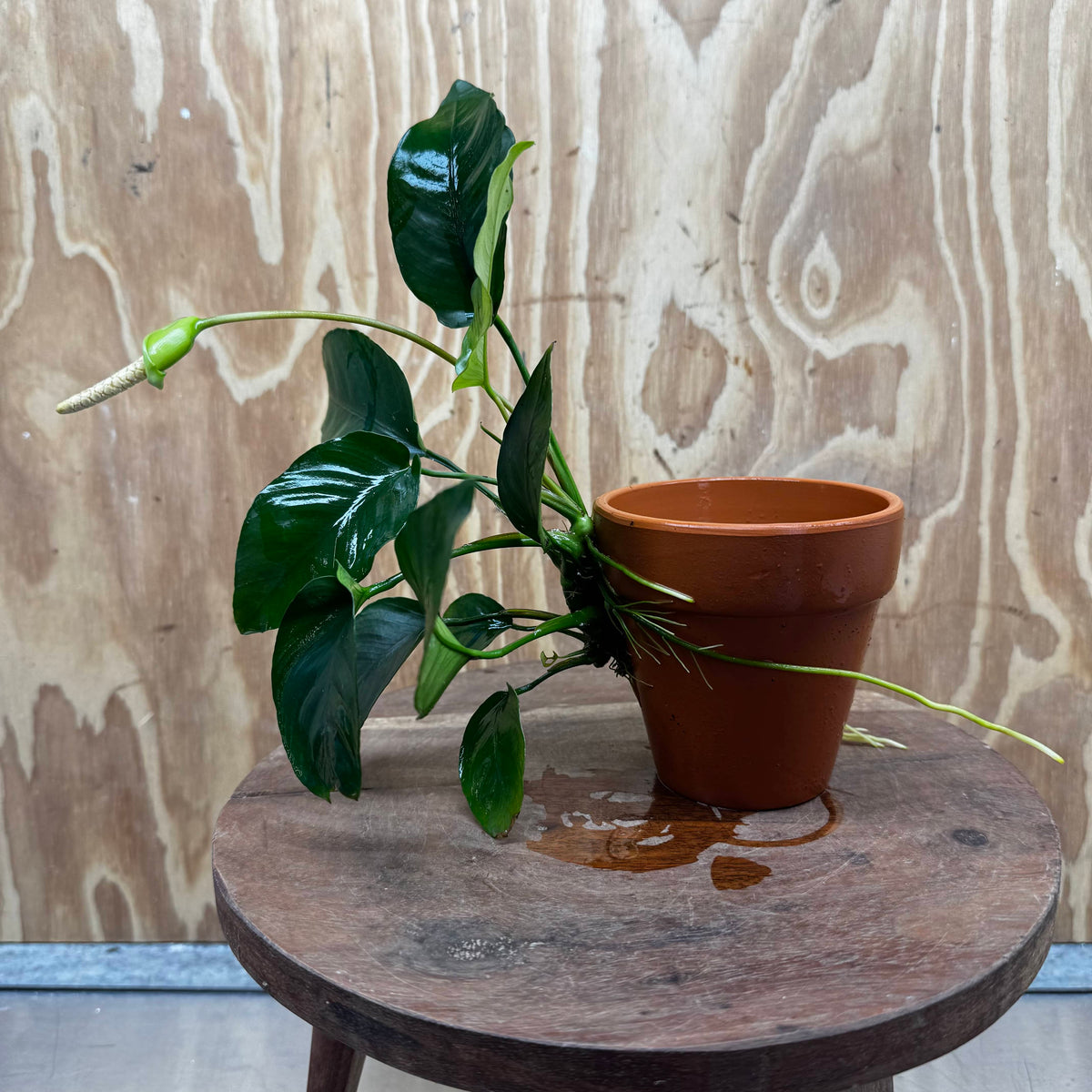 Pisces Enterprises One Only Terracotta Plant Pot with Anubias Old Type Barteri - One Only Terracotta Plant Pot with Anubias Barteri - One Only - Scapeshop Australia