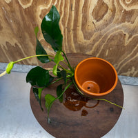 Pisces Enterprises One Only Terracotta Plant Pot with Anubias Old Type Barteri - One Only Terracotta Plant Pot with Anubias Barteri - One Only - Scapeshop Australia