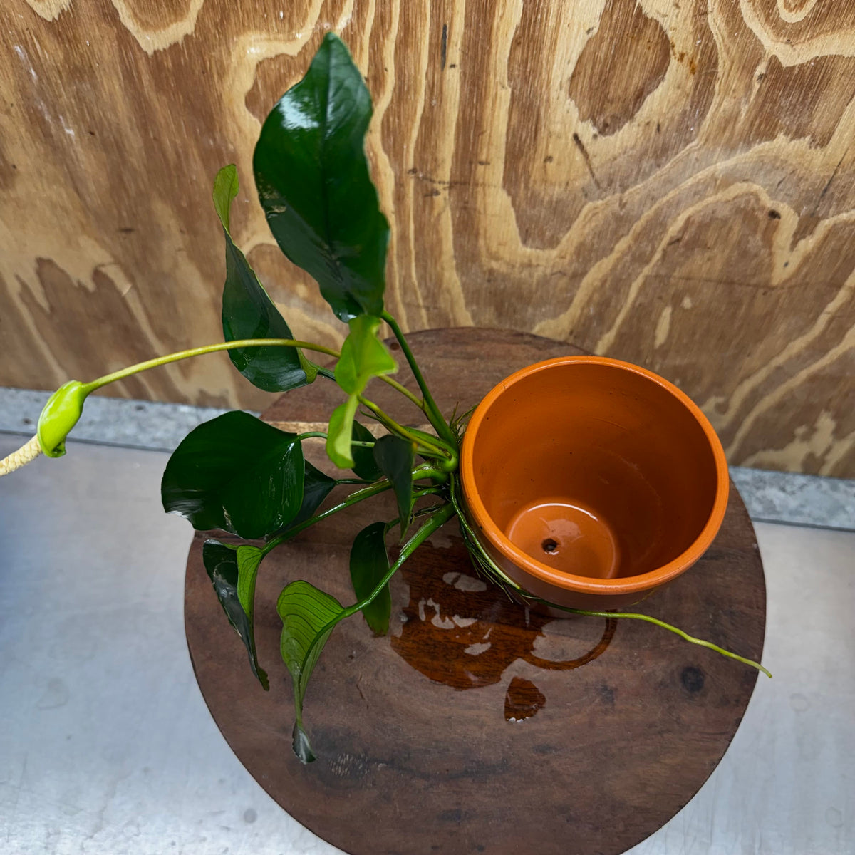 Pisces Enterprises One Only Terracotta Plant Pot with Anubias Old Type Barteri - One Only Terracotta Plant Pot with Anubias Barteri - One Only - Scapeshop Australia