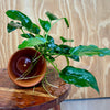 Scapeshop.com.au One Only Terracotta Plant Pot with Anubias - One Only Terracotta Plant Pot with Anubias - One Only