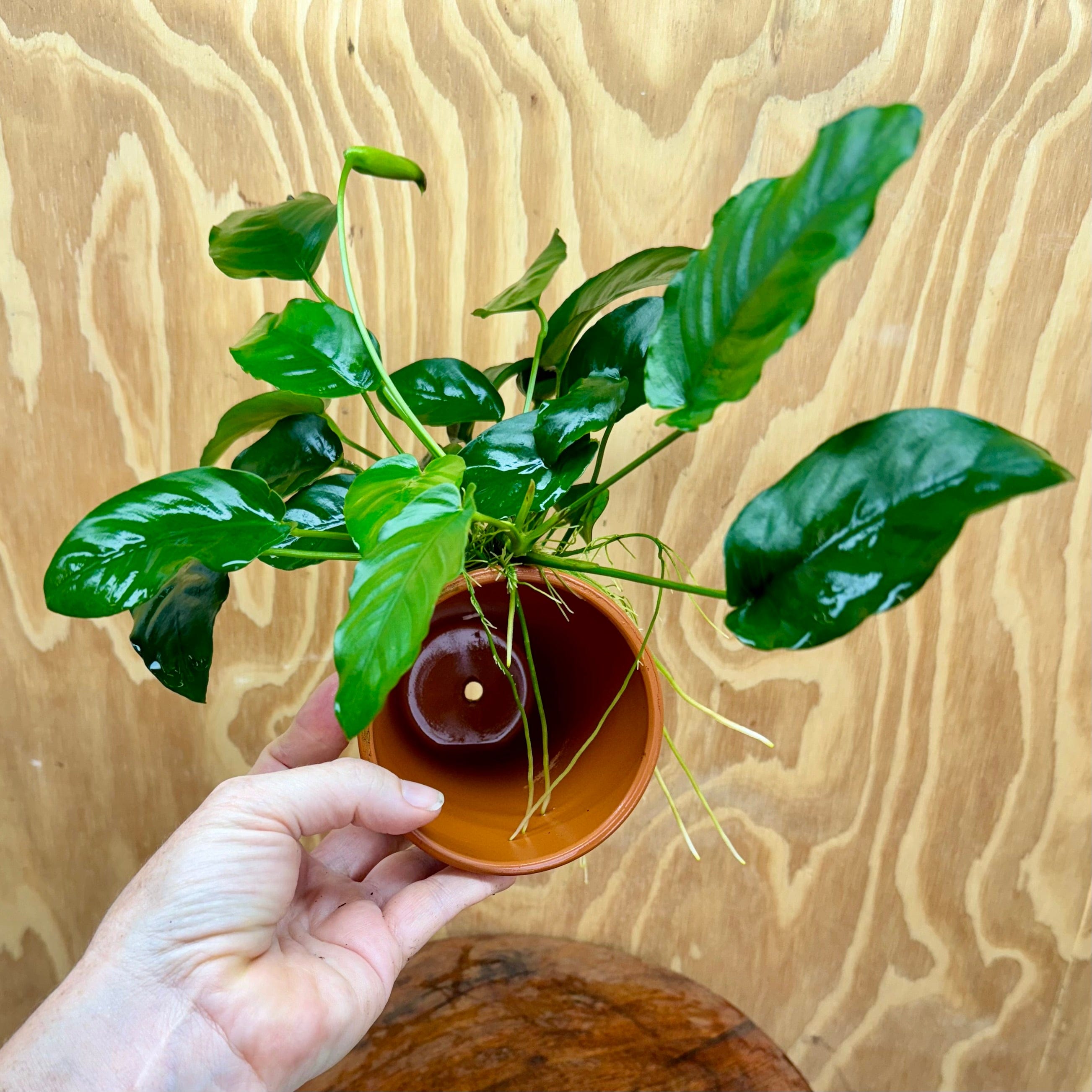 Scapeshop.com.au One Only Terracotta Plant Pot with Anubias - One Only Terracotta Plant Pot with Anubias - One Only