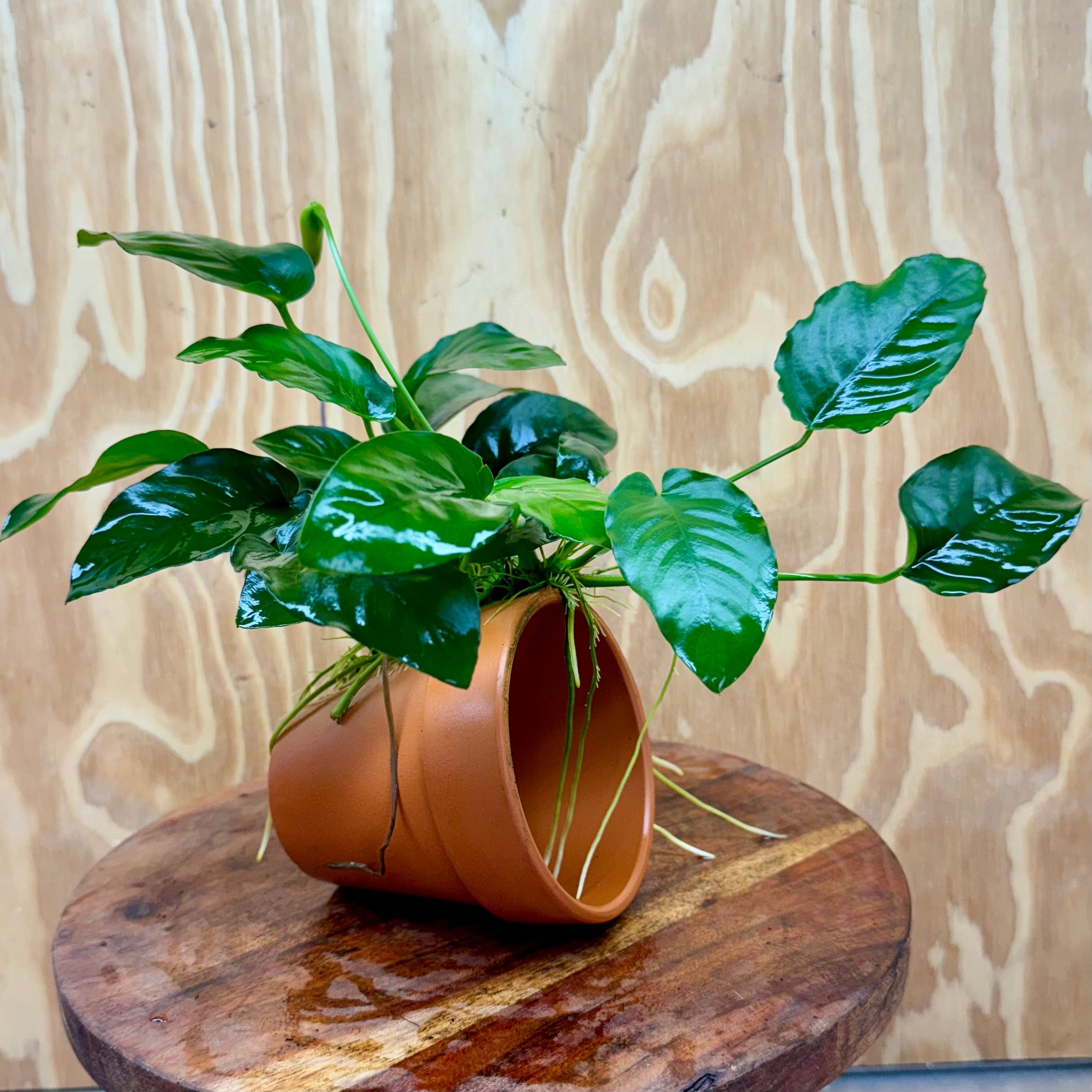 Scapeshop.com.au One Only Terracotta Plant Pot with Anubias - One Only Terracotta Plant Pot with Anubias - One Only