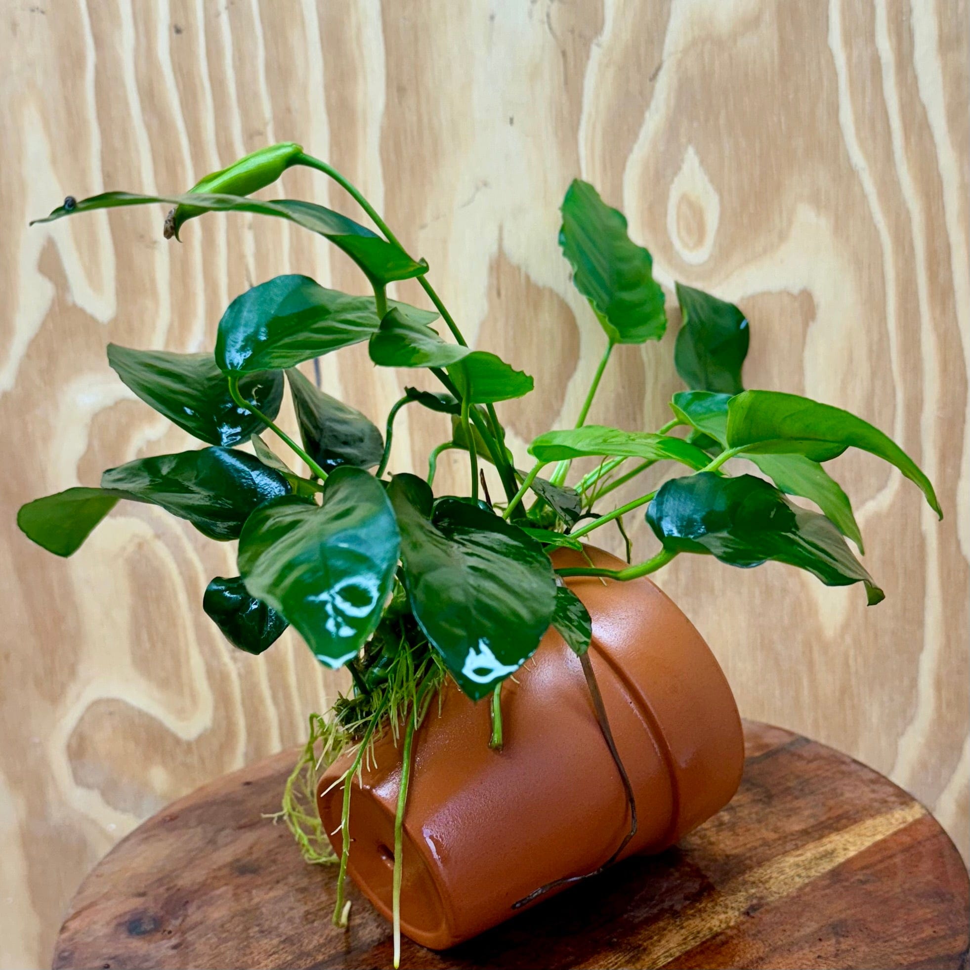 Scapeshop.com.au One Only Terracotta Plant Pot with Anubias - One Only Terracotta Plant Pot with Anubias - One Only