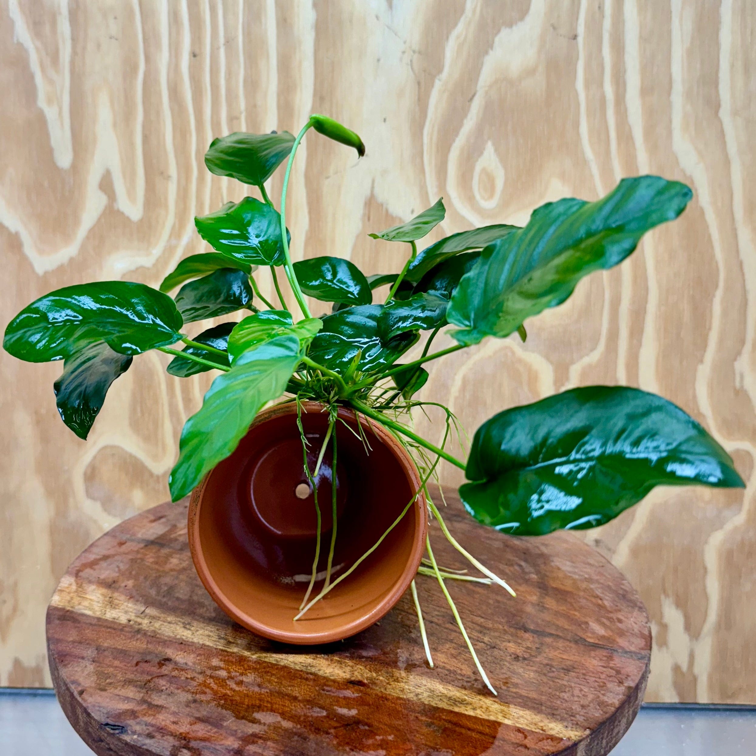 Scapeshop.com.au One Only Terracotta Plant Pot with Anubias - One Only Terracotta Plant Pot with Anubias - One Only