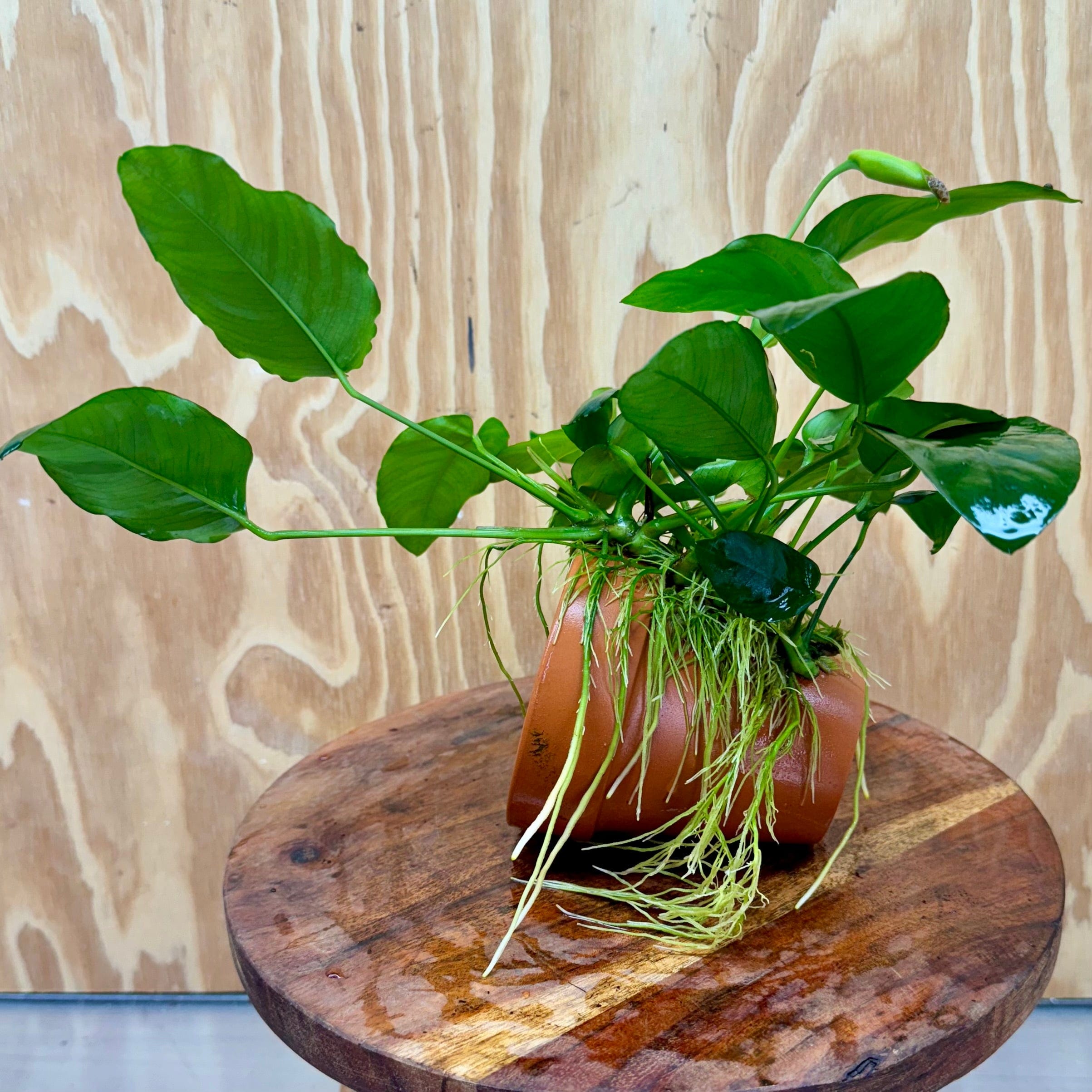 Scapeshop.com.au One Only Terracotta Plant Pot with Anubias - One Only Terracotta Plant Pot with Anubias - One Only