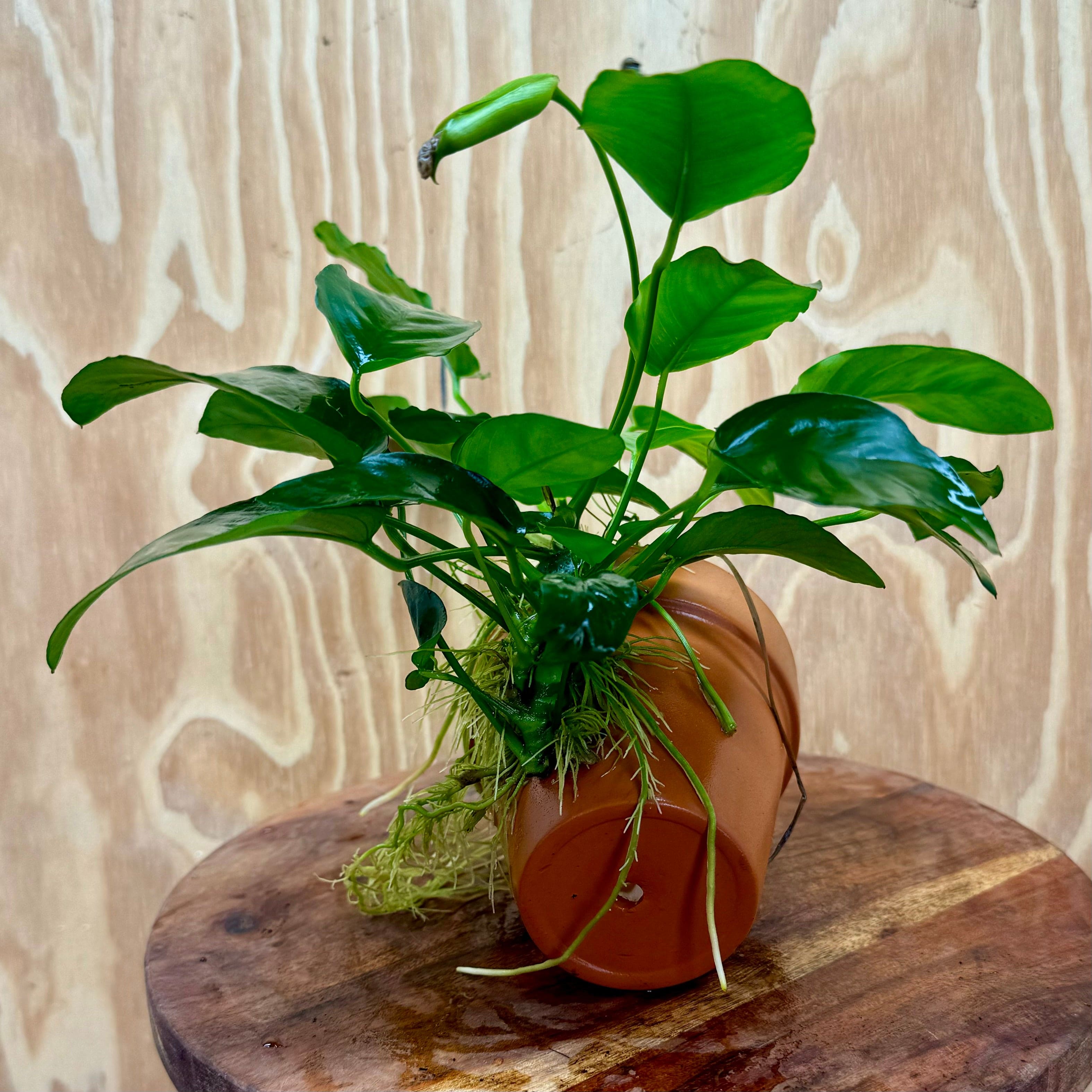 Scapeshop.com.au One Only Terracotta Plant Pot with Anubias - One Only Terracotta Plant Pot with Anubias - One Only