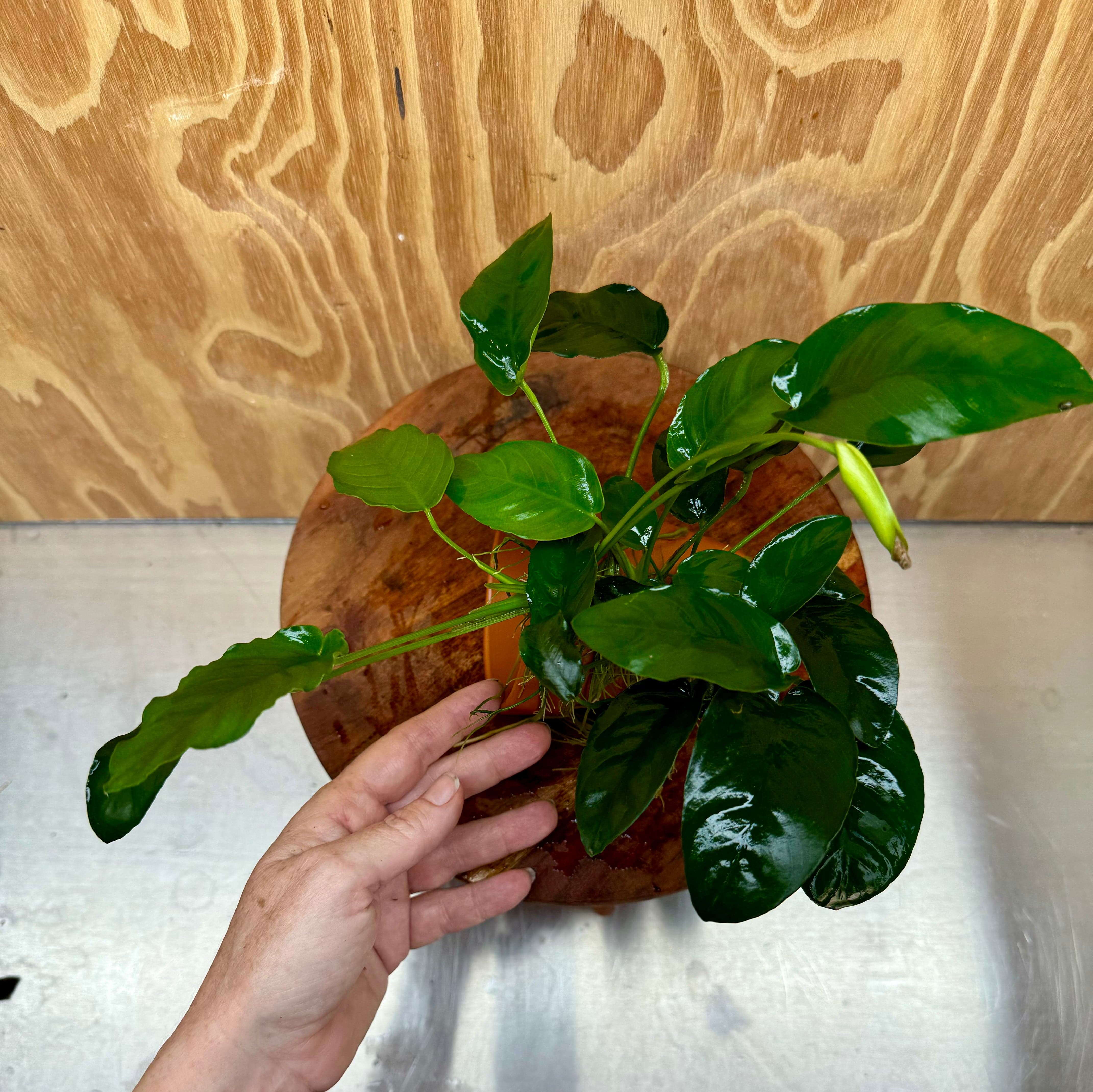 Scapeshop.com.au One Only Terracotta Plant Pot with Anubias - One Only Terracotta Plant Pot with Anubias - One Only