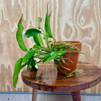 Pisces Enterprises One Only Terracotta Plant Pot with Anubias Petite Emerald Heart - One Only 💚 Terracotta Plant Pot with Anubias Nana - One Only - Scapeshop Australia