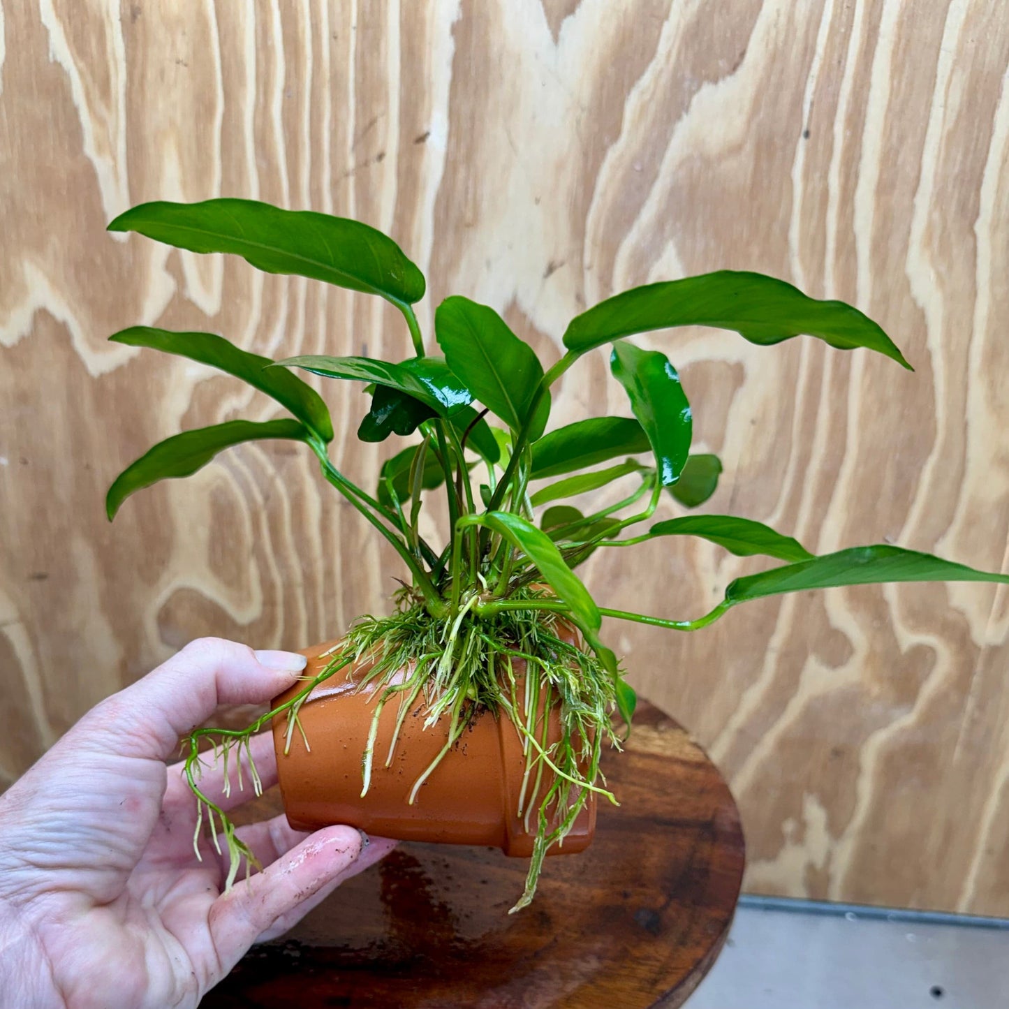 Pisces Enterprises One Only Terracotta Plant Pot with Anubias Petite Emerald Heart - One Only 💚 Terracotta Plant Pot with Anubias Nana - One Only - Scapeshop Australia