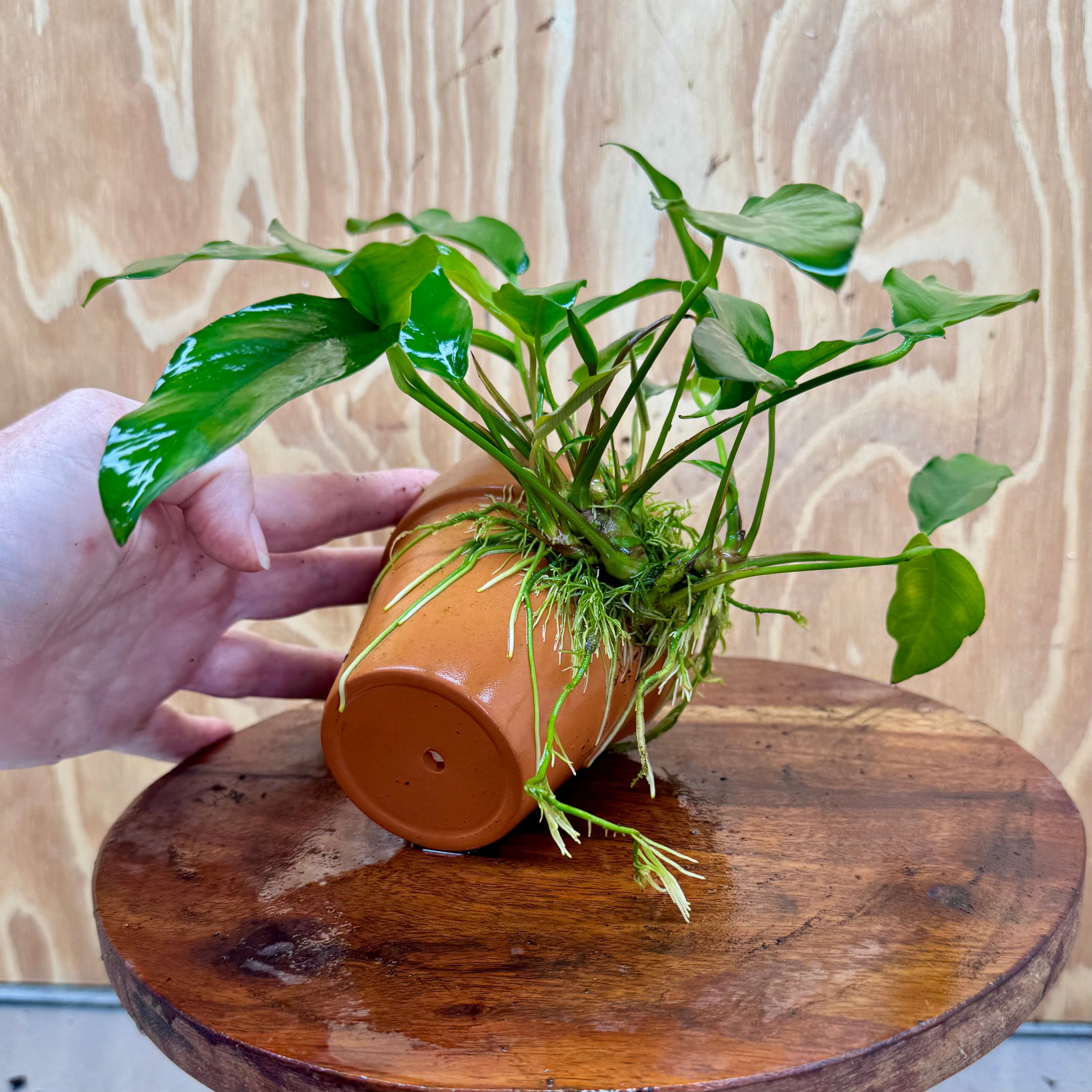 Pisces Enterprises One Only Terracotta Plant Pot with Anubias Petite Emerald Heart - One Only 💚 Terracotta Plant Pot with Anubias Nana - One Only - Scapeshop Australia