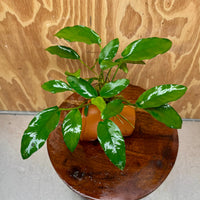 Pisces Enterprises One Only Terracotta Plant Pot with Anubias Petite Emerald Heart - One Only 💚 Terracotta Plant Pot with Anubias Nana - One Only - Scapeshop Australia