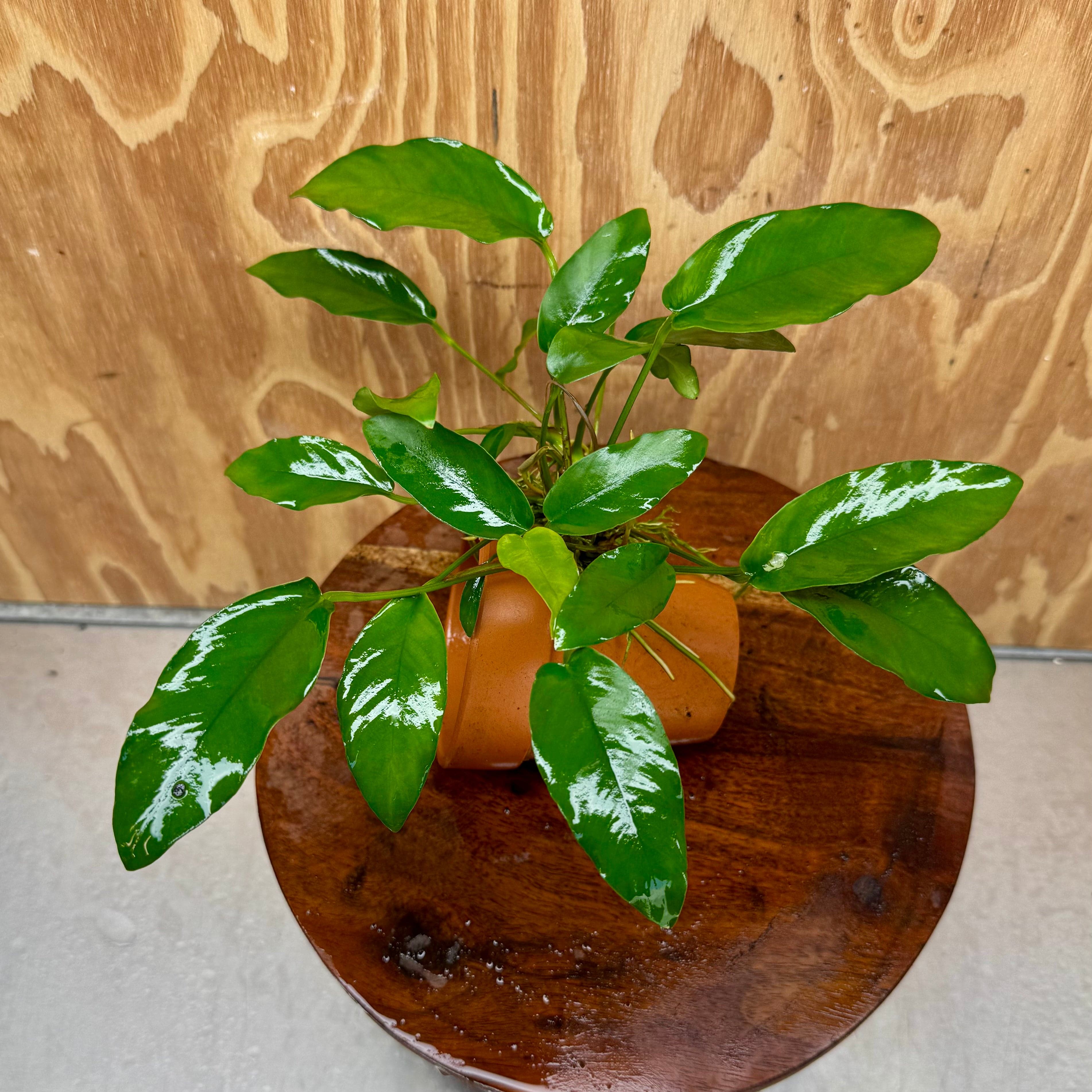 Pisces Enterprises One Only Terracotta Plant Pot with Anubias Petite Emerald Heart - One Only 💚 Terracotta Plant Pot with Anubias Nana - One Only - Scapeshop Australia