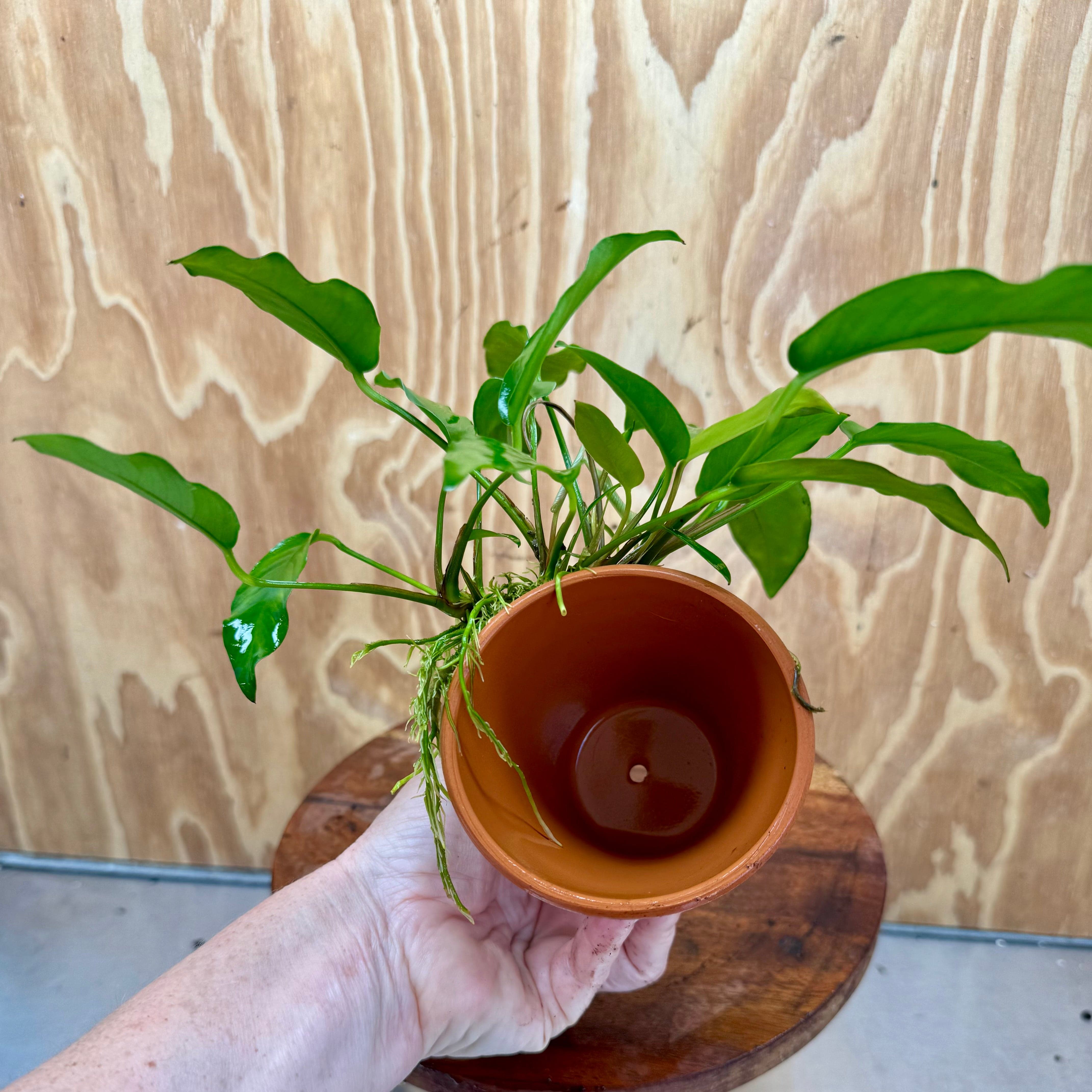 Pisces Enterprises One Only Terracotta Plant Pot with Anubias Petite Emerald Heart - One Only 💚 Terracotta Plant Pot with Anubias Nana - One Only - Scapeshop Australia