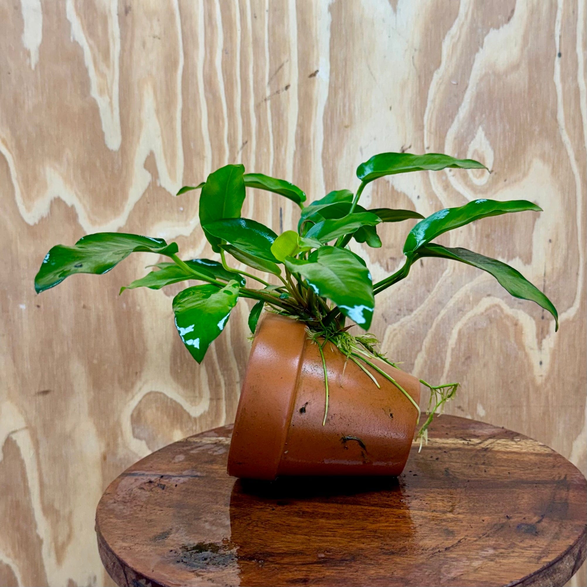 Pisces Enterprises One Only Terracotta Plant Pot with Anubias Petite Emerald Heart - One Only 💚 Terracotta Plant Pot with Anubias Nana - One Only - Scapeshop Australia