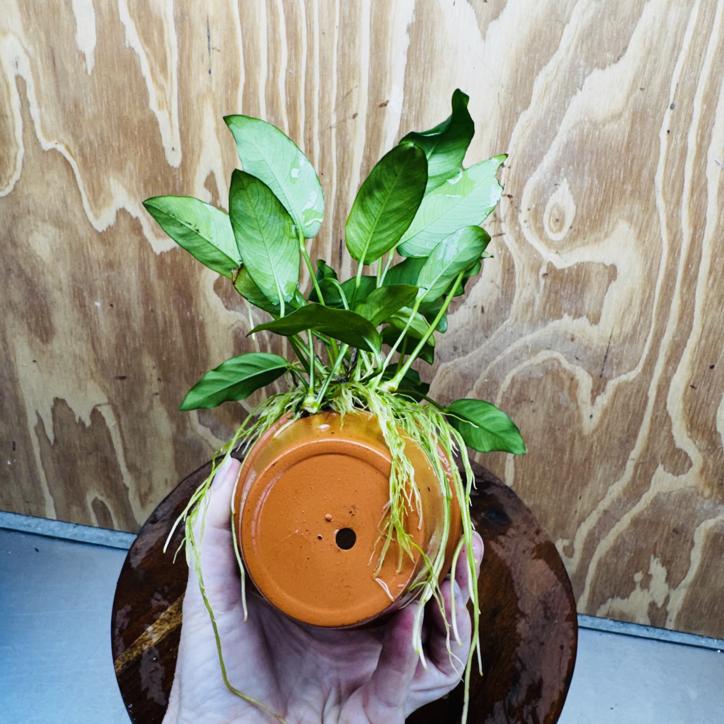 Pisces Enterprises One Only Terracotta Plant Pot with Anubias Petite Emerald Heart - One Only 💚 Terracotta Plant Pot with Anubias Nana - One Only - Scapeshop Australia