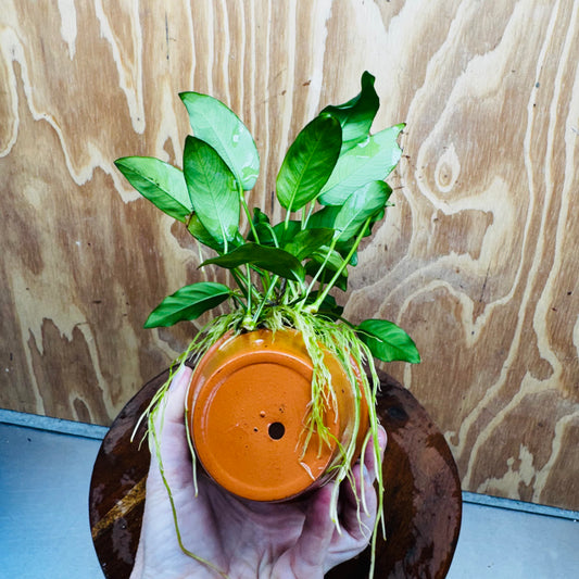 Pisces Enterprises One Only Terracotta Plant Pot with Anubias Petite Emerald Heart - One Only 💚 Terracotta Plant Pot with Anubias Nana - One Only - Scapeshop Australia