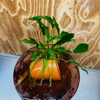 Pisces Enterprises One Only Terracotta Plant Pot with Anubias Petite Emerald Heart - One Only 💚 Terracotta Plant Pot with Anubias Nana - One Only - Scapeshop Australia