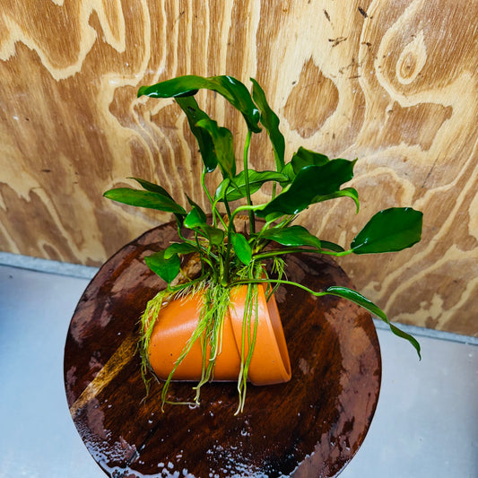 Pisces Enterprises One Only Terracotta Plant Pot with Anubias Petite Emerald Heart - One Only 💚 Terracotta Plant Pot with Anubias Nana - One Only - Scapeshop Australia