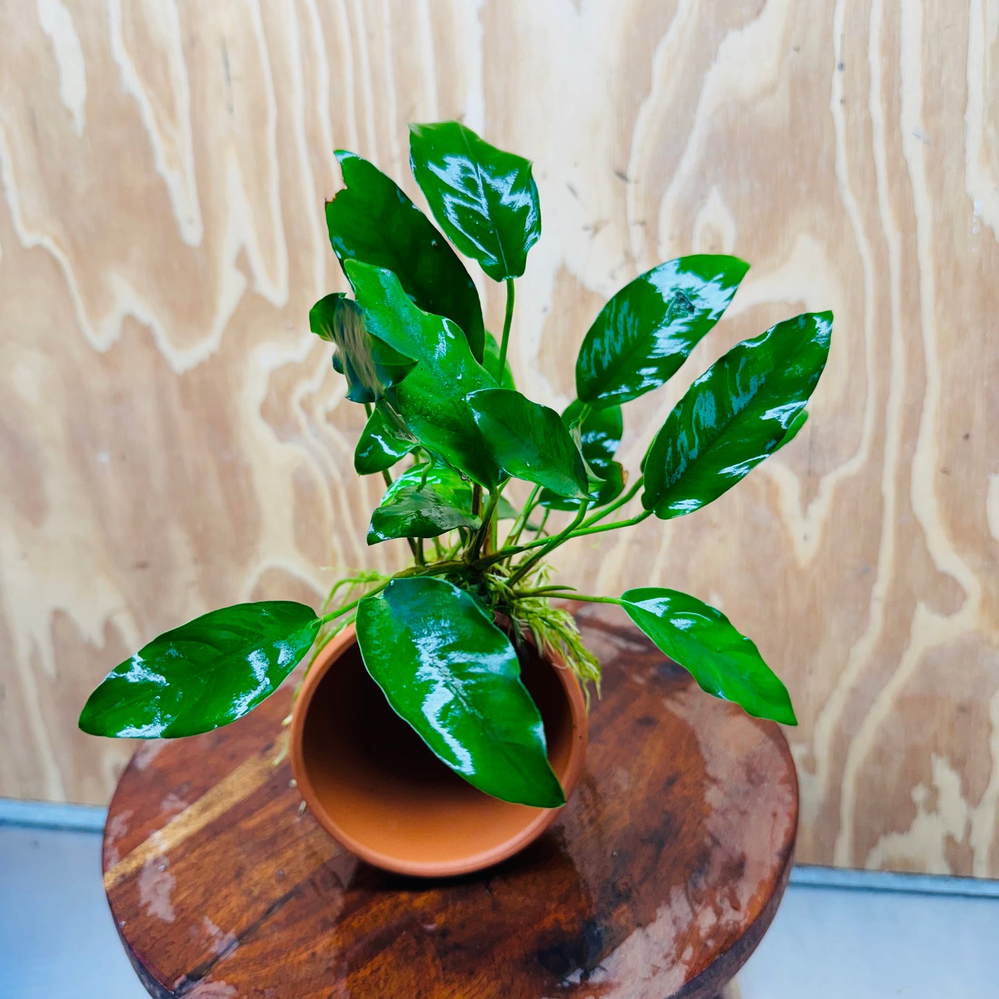 Pisces Enterprises One Only Terracotta Plant Pot with Anubias Petite Emerald Heart - One Only 💚 Terracotta Plant Pot with Anubias Nana - One Only - Scapeshop Australia