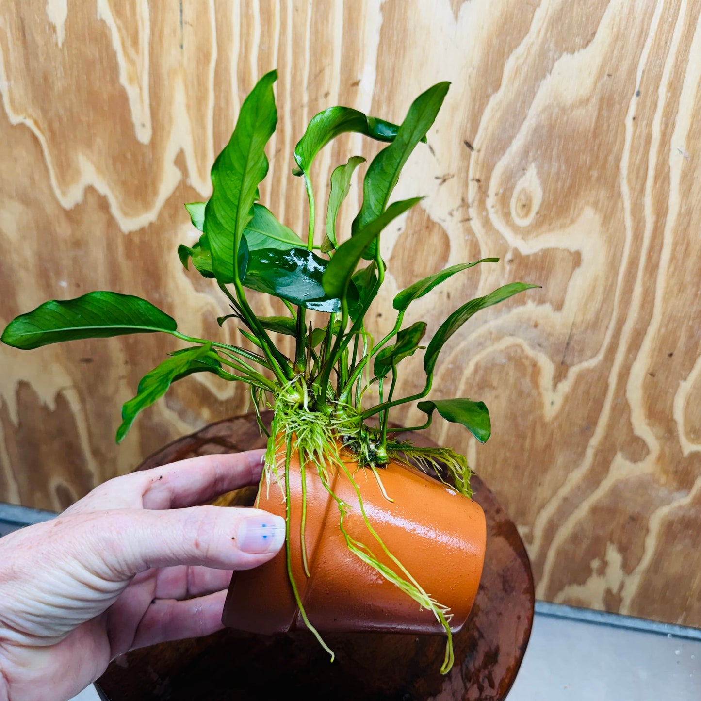 Pisces Enterprises One Only Terracotta Plant Pot with Anubias Petite Emerald Heart - One Only 💚 Terracotta Plant Pot with Anubias Nana - One Only - Scapeshop Australia