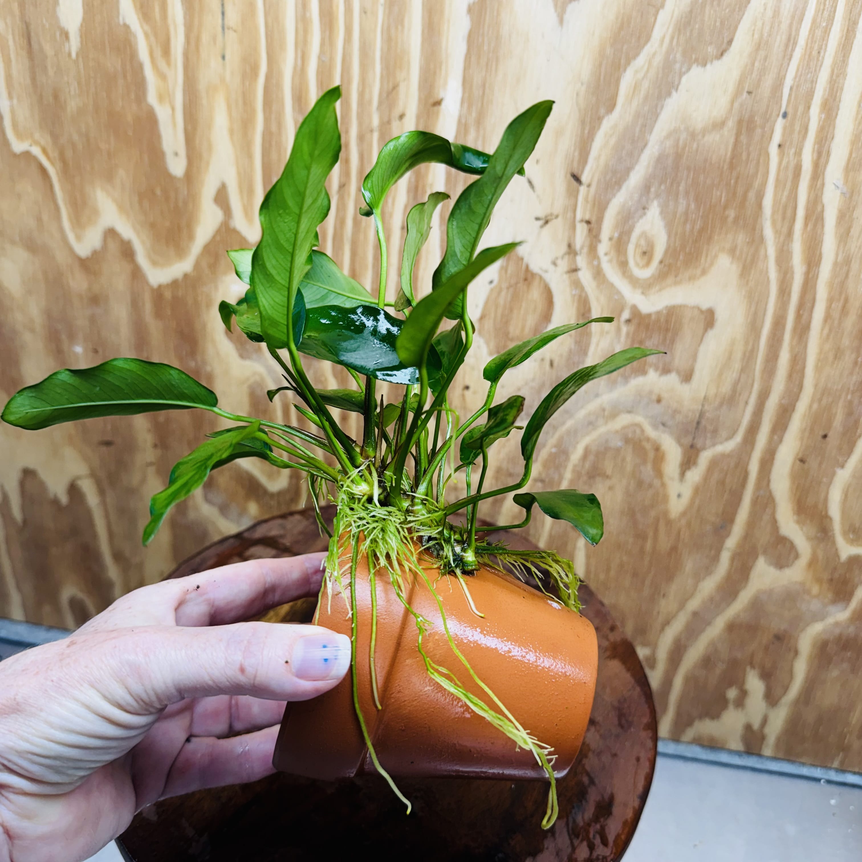 Pisces Enterprises One Only Terracotta Plant Pot with Anubias Petite Emerald Heart - One Only 💚 Terracotta Plant Pot with Anubias Nana - One Only - Scapeshop Australia