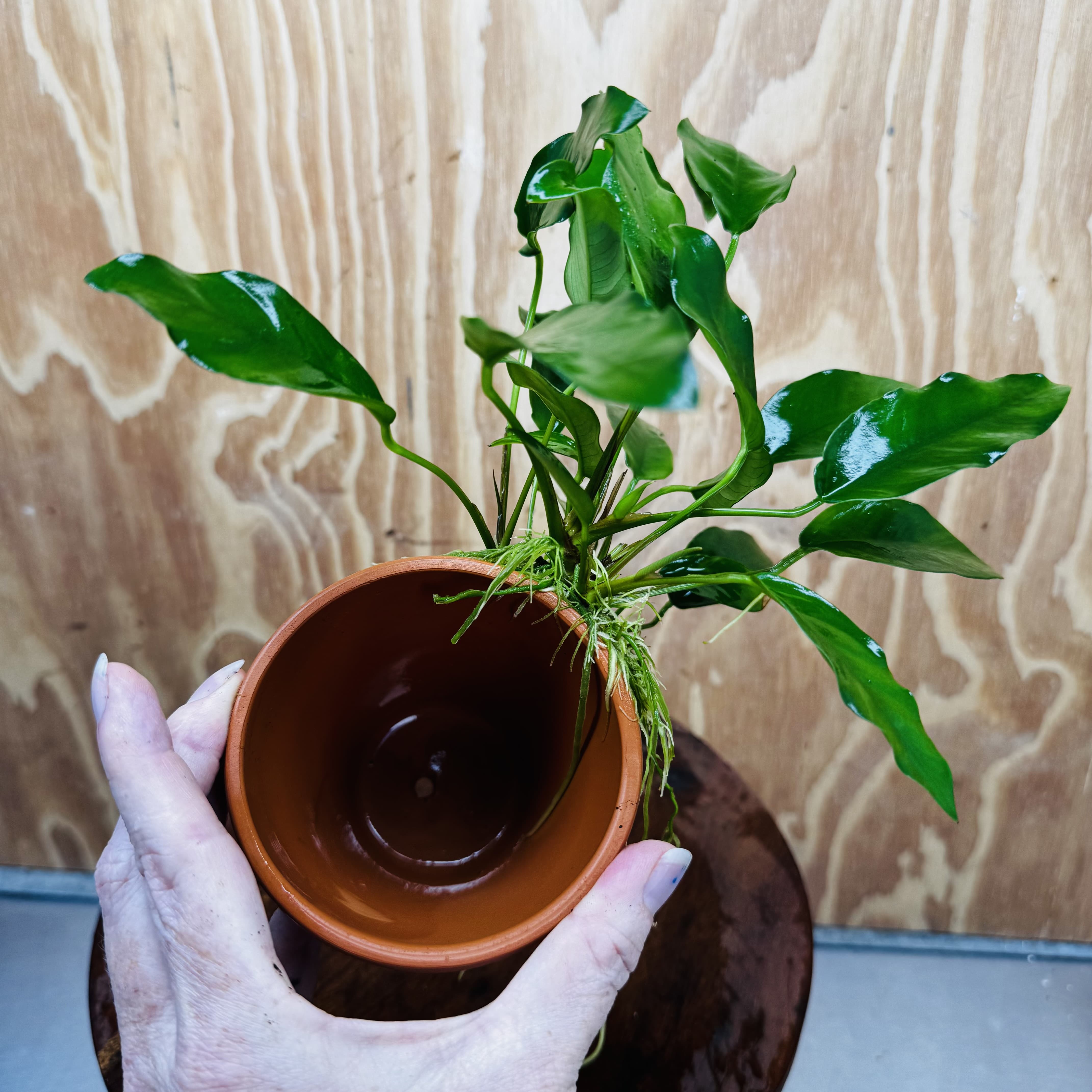 Pisces Enterprises One Only Terracotta Plant Pot with Anubias Petite Emerald Heart - One Only 💚 Terracotta Plant Pot with Anubias Nana - One Only - Scapeshop Australia