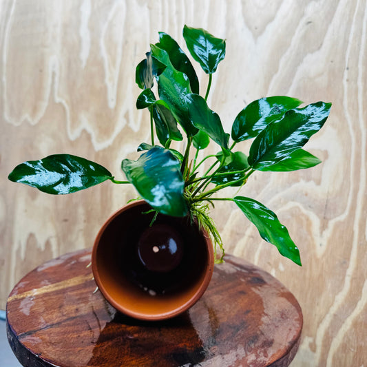 Pisces Enterprises One Only Terracotta Plant Pot with Anubias Petite Emerald Heart - One Only 💚 Terracotta Plant Pot with Anubias Nana - One Only - Scapeshop Australia